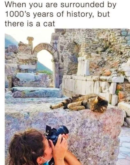 jeannie harris cat.jpg